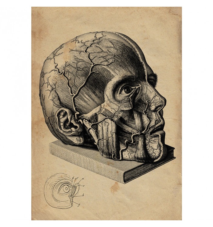 Anatomy of the human head.