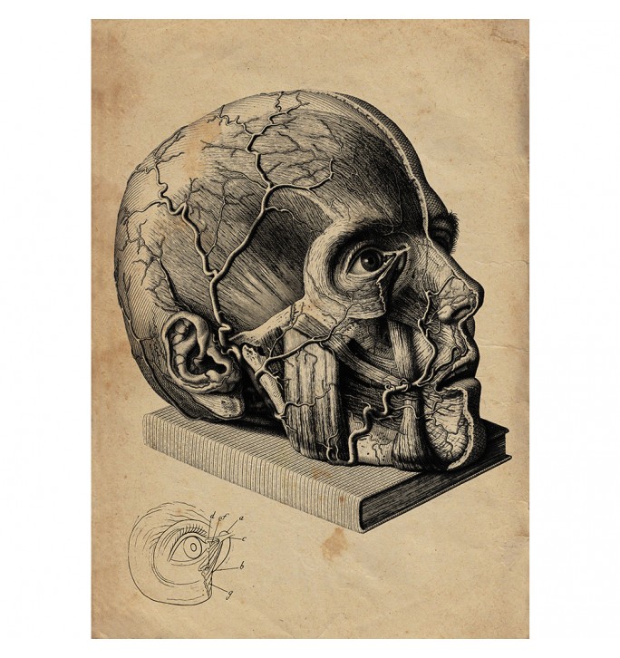 Anatomy of the human head.