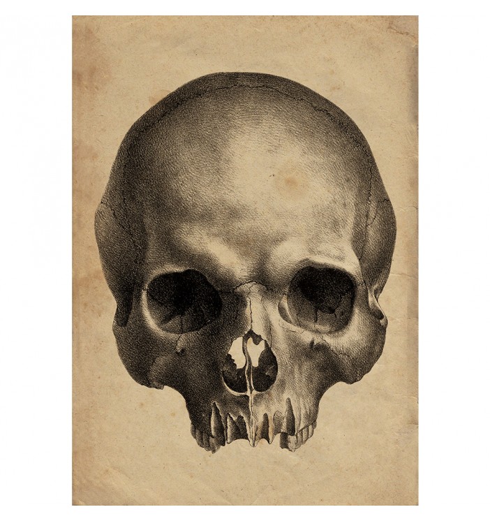 Human Skull.