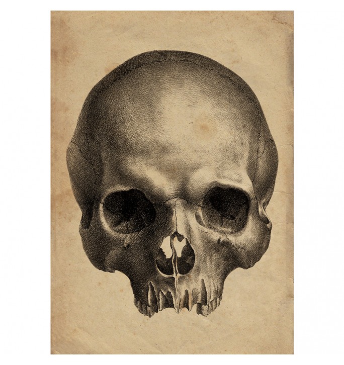 Human Skull.