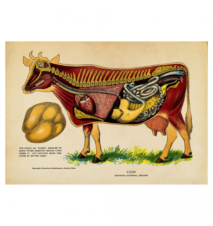 Cow Internal Organs.