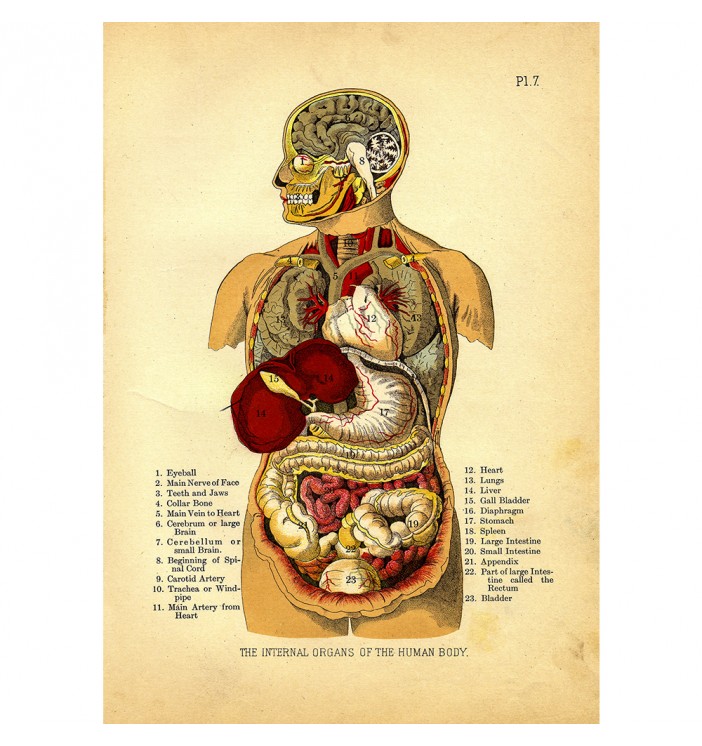 Internal Organs of the Human Body.