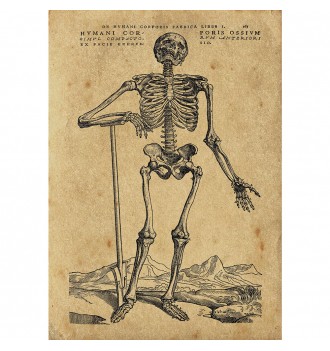A skeleton from an old...