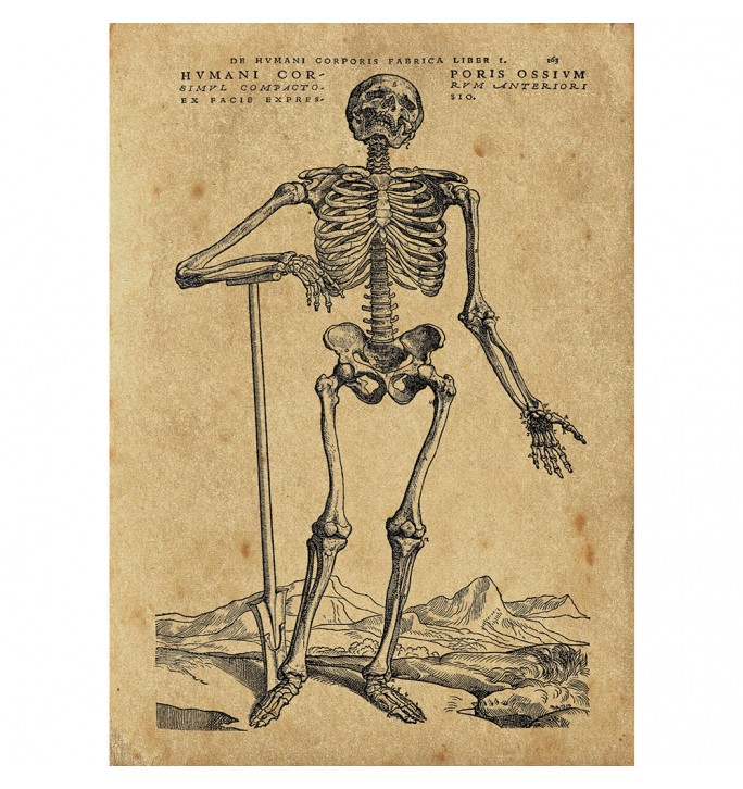 A skeleton from an old anatomical atlas.