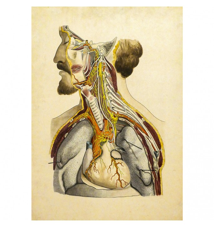 Human Anatomy. Internal organs.