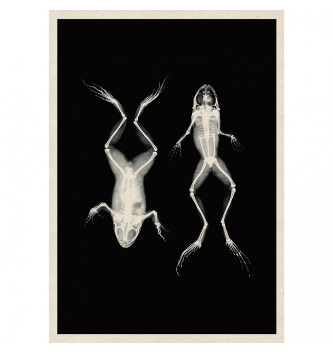 Vintage X-Ray Frogs Photo.