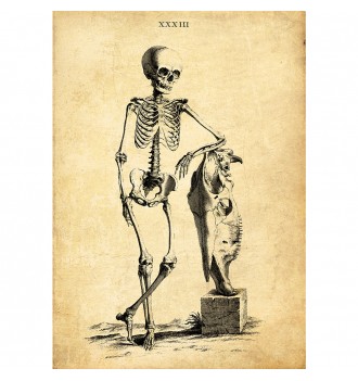 An imposing skeleton.