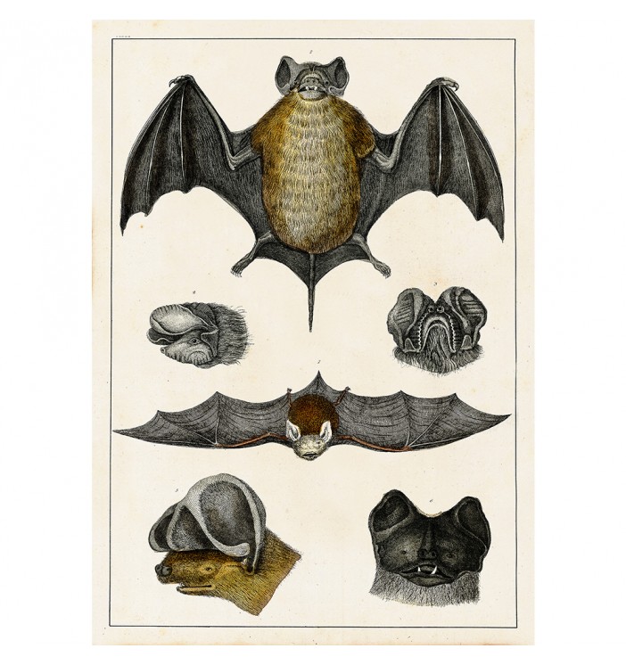 Beautiful Vintage Bats from Natural History Art.