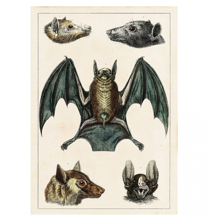 The Bats poster.