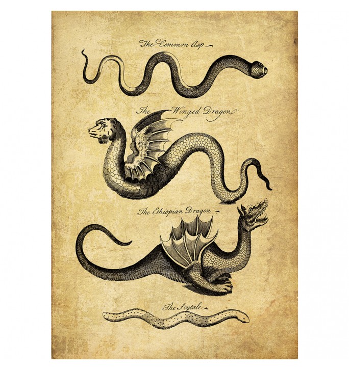 Serpents and dragons from a antique book on the History of Nature.