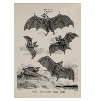 Vampire Bats Poster.