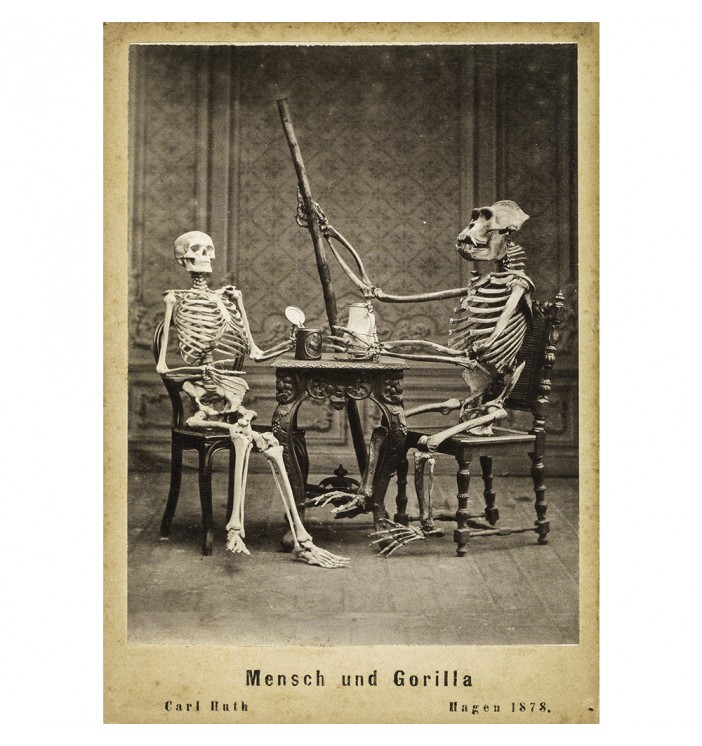 Human and gorilla skeletons sitting at a table.