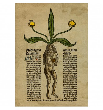 Male Mandrake Root.