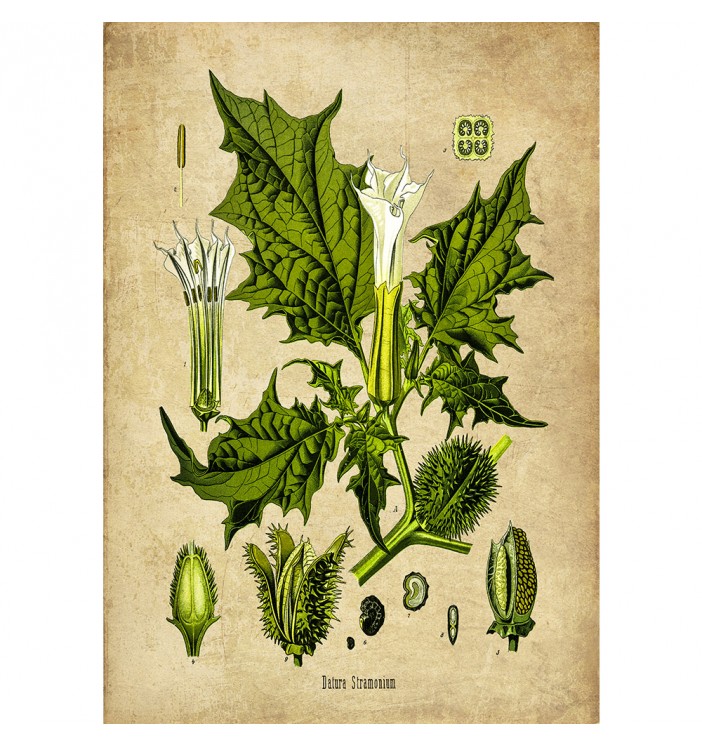 Magic herb Datura Stramonium.