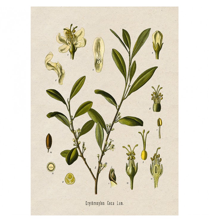 Coca Botanical Print. Erythroxylum Coca.