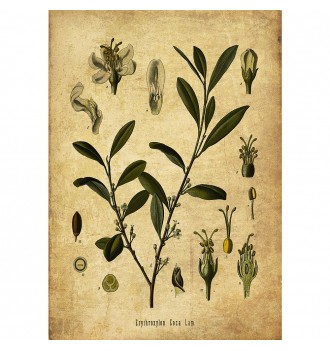 Coca Botanical Print....