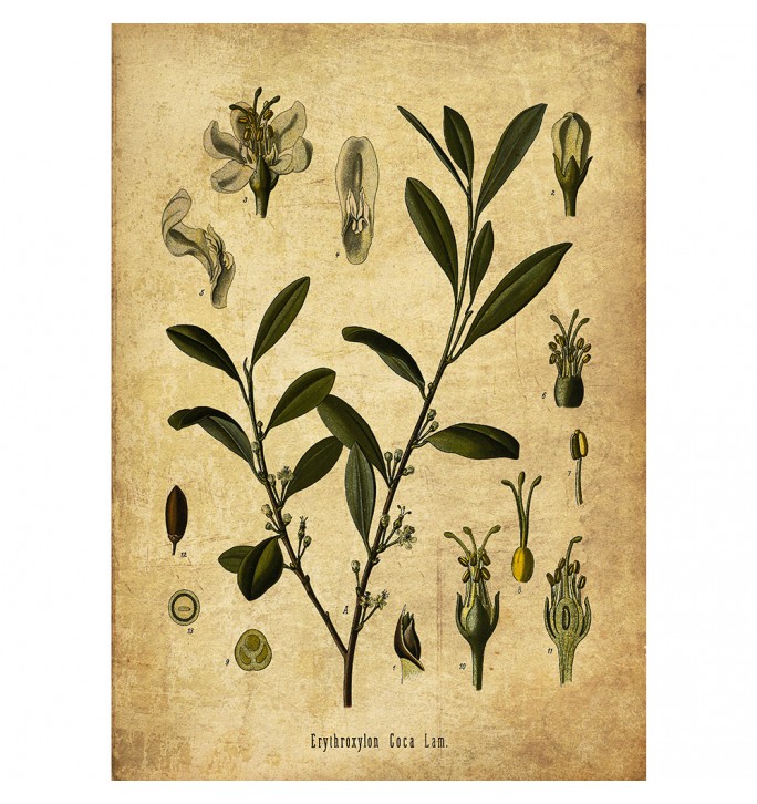 Coca Botanical Print. Erythroxylum Coca.