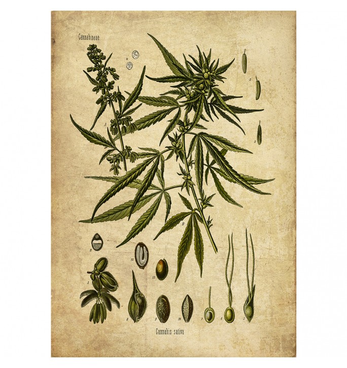Vintage Cannabis herbal art.