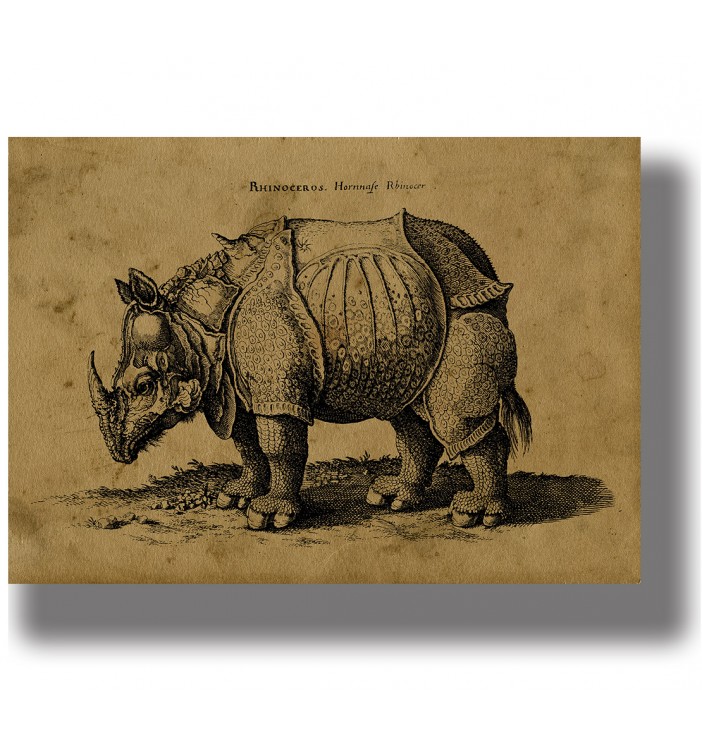 Antique engraving-style illustration of a rhinoceros by Albrecht Dürer on aged paper with German text at the top.