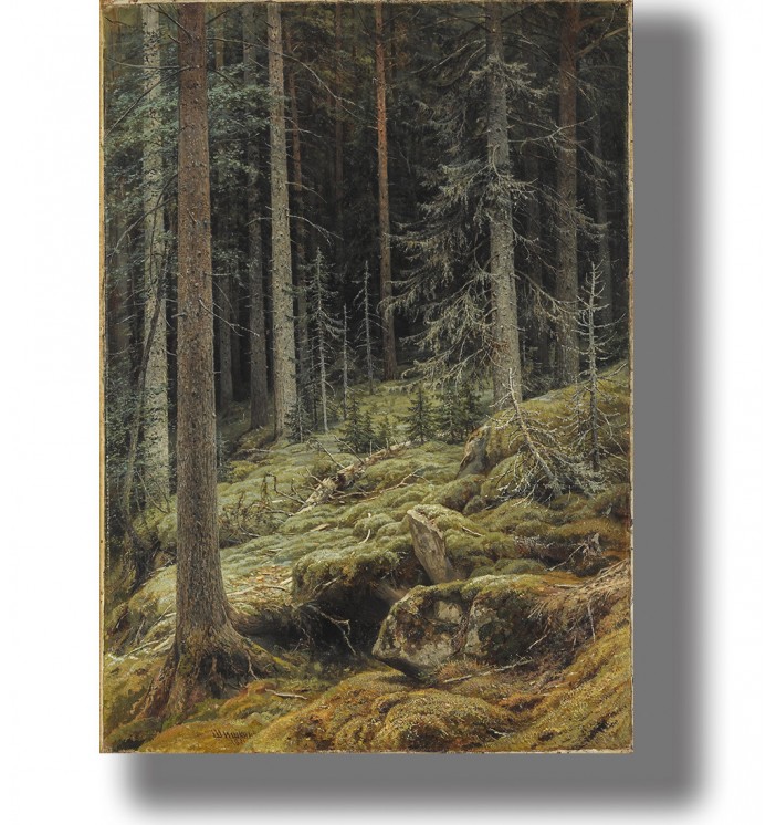 Forest landscape with tall pine trees, mossy ground, and deep green wilderness.