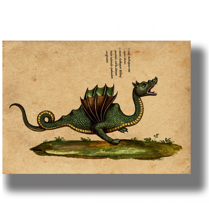 Ancient green dragon illustration from Monstrorum Historia, vintage poster wall decor