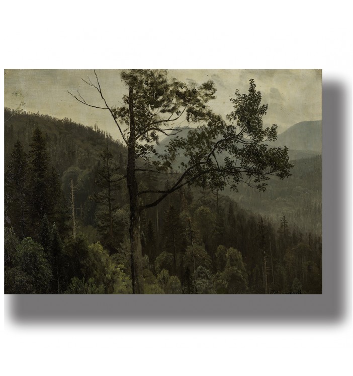 Dark mountain forest with tall trees, wooded slopes and misty peaks fading into the distance.