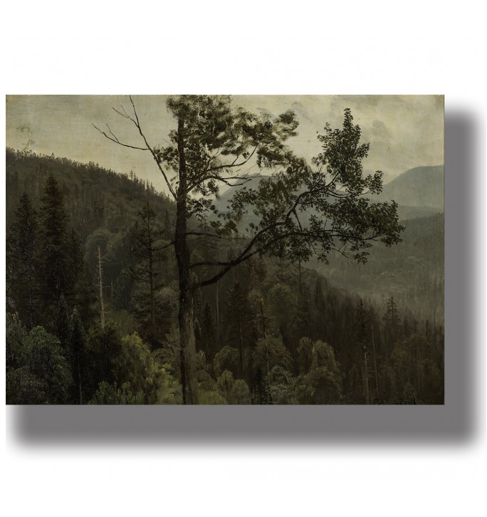 Dark mountain forest with tall trees, wooded slopes and misty peaks fading into the distance.