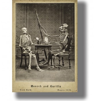 Antique photo of human and gorilla skeletons posed together in a studio with scientific objects.