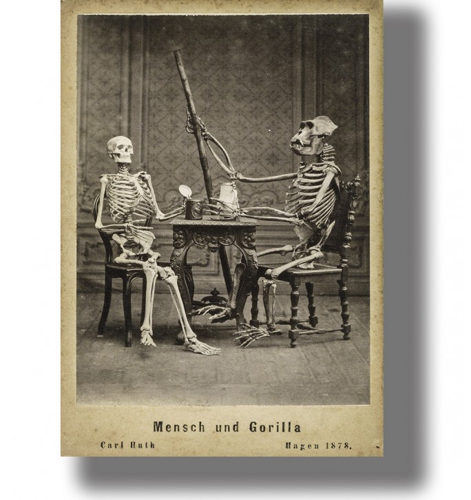 Antique photo of human and gorilla skeletons posed together in a studio with scientific objects.