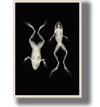 Vintage-style scientific image showing two frog skeleton x-rays, one from above and one from below.
