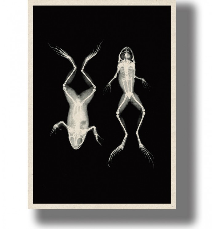 Vintage-style scientific image showing two frog skeleton x-rays, one from above and one from below.