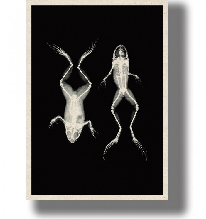 Vintage X-Ray Frogs photo.
