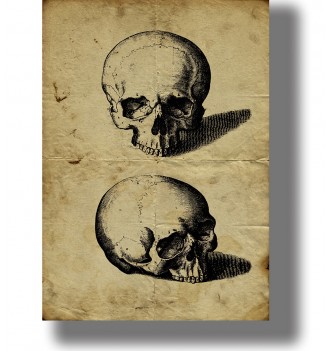 Two skulls. Illustration...