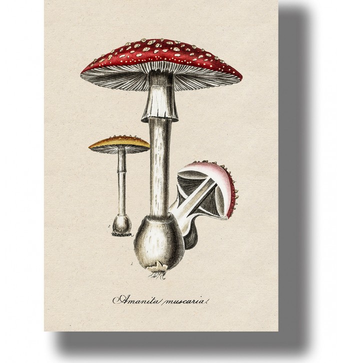 Antique-style mushroom print showing fly agaric with one full mushroom and a cut section, labeled Amanita muscaria.