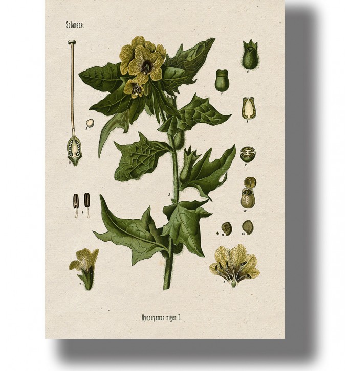 Vintage botanical illustration of henbane (Hyoscyamus niger) with yellow-green flowers on an aged paper background.