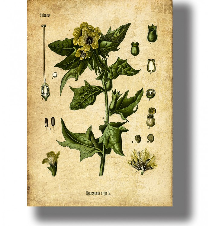 Vintage botanical illustration of henbane (Hyoscyamus niger) with yellow-green flowers on an aged paper background.