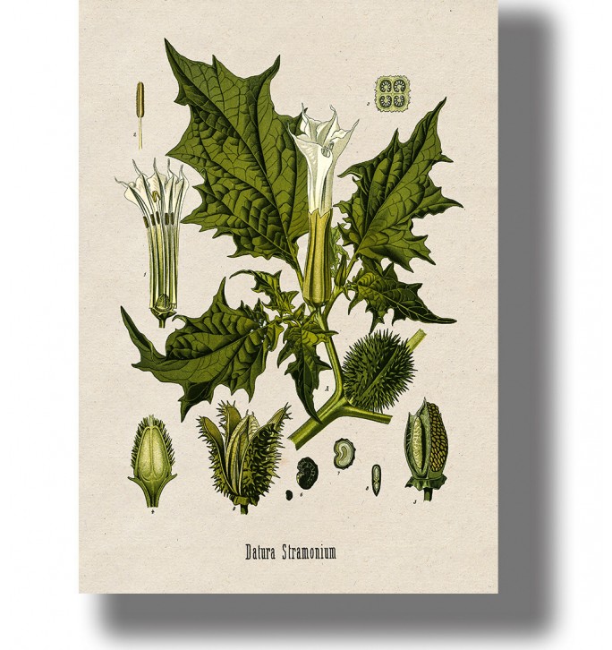 Vintage botanical illustration of Datura stramonium with a white trumpet flower, and plant parts on a light background.