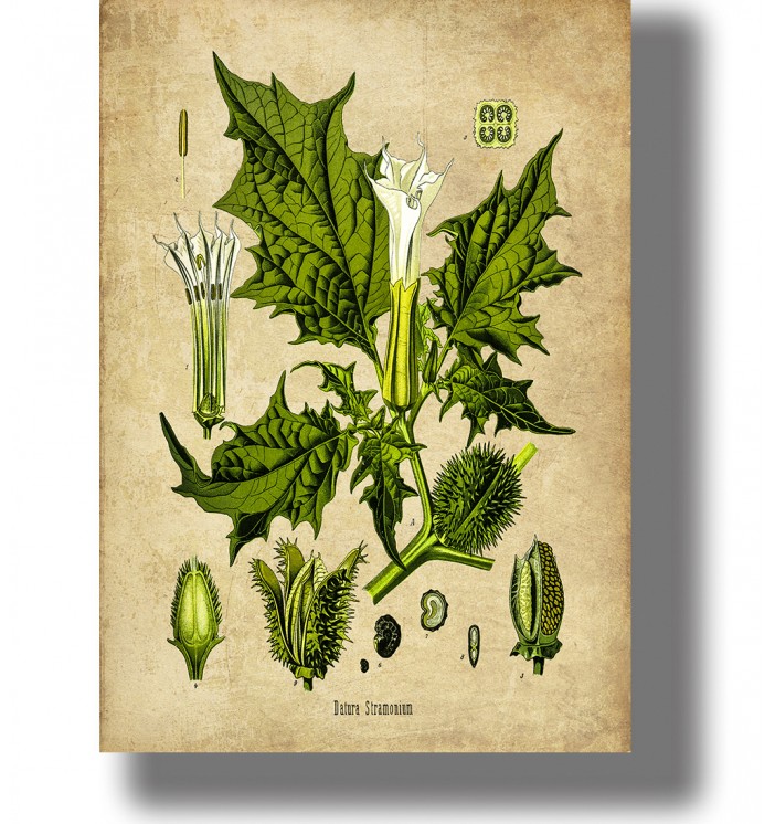 Vintage botanical illustration of Datura stramonium with a white trumpet flower, and plant parts on a light background.