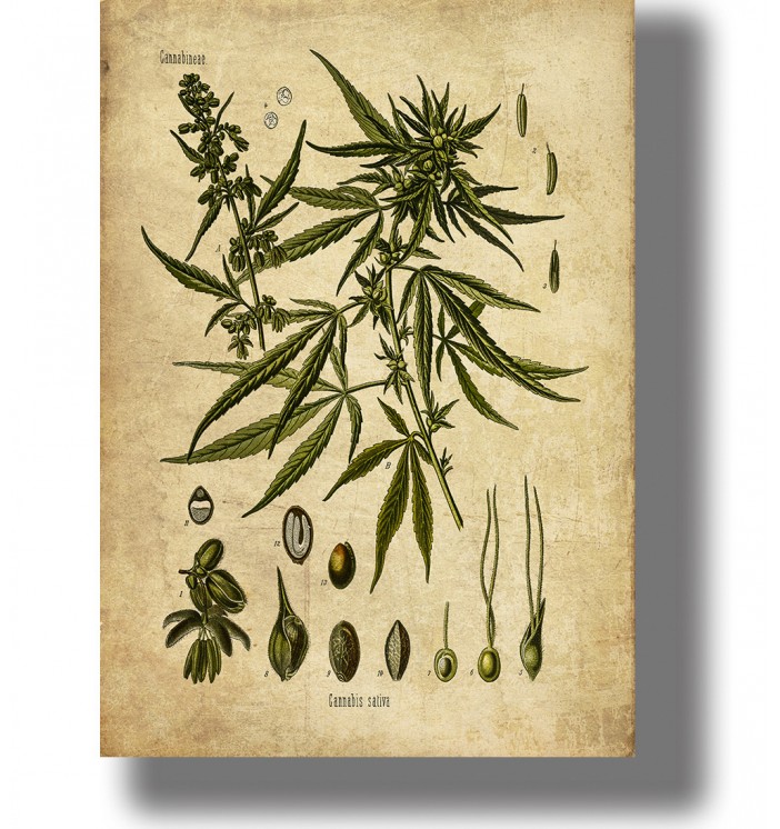 Vintage botanical illustration of Cannabis sativa with leaves, flowers, and small plant details on a light background.