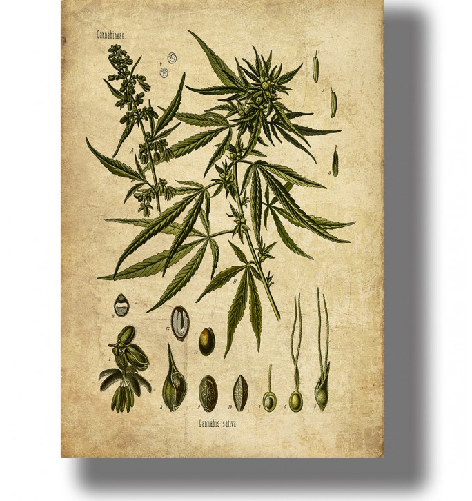 Vintage botanical illustration of Cannabis sativa with leaves, flowers, and small plant details on a light background.