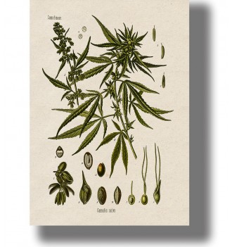 Vintage botanical illustration of Cannabis sativa with leaves, flowers, and small plant details on a light background.