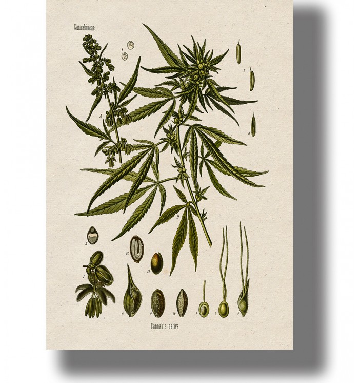 Vintage botanical illustration of Cannabis sativa with leaves, flowers, and small plant details on a light background.