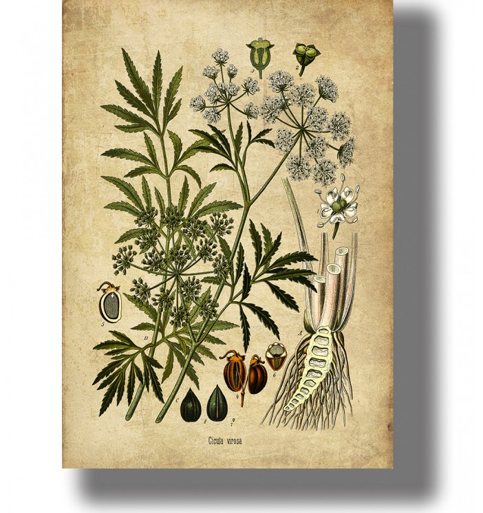 Vintage botanical illustration of Cicuta virosa with green leaves, white flower clusters, and root details on light paper.