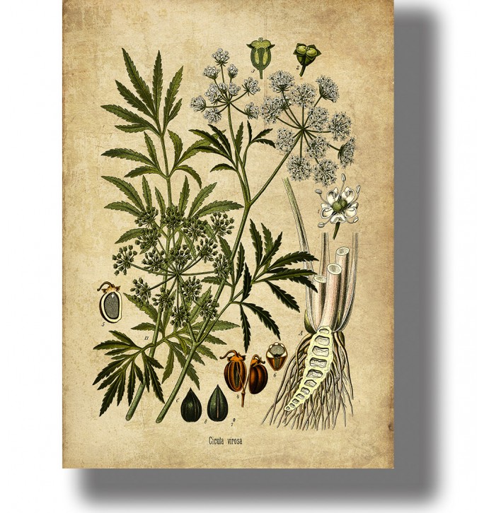 Vintage botanical illustration of Cicuta virosa with green leaves, white flower clusters, and root details on light paper.