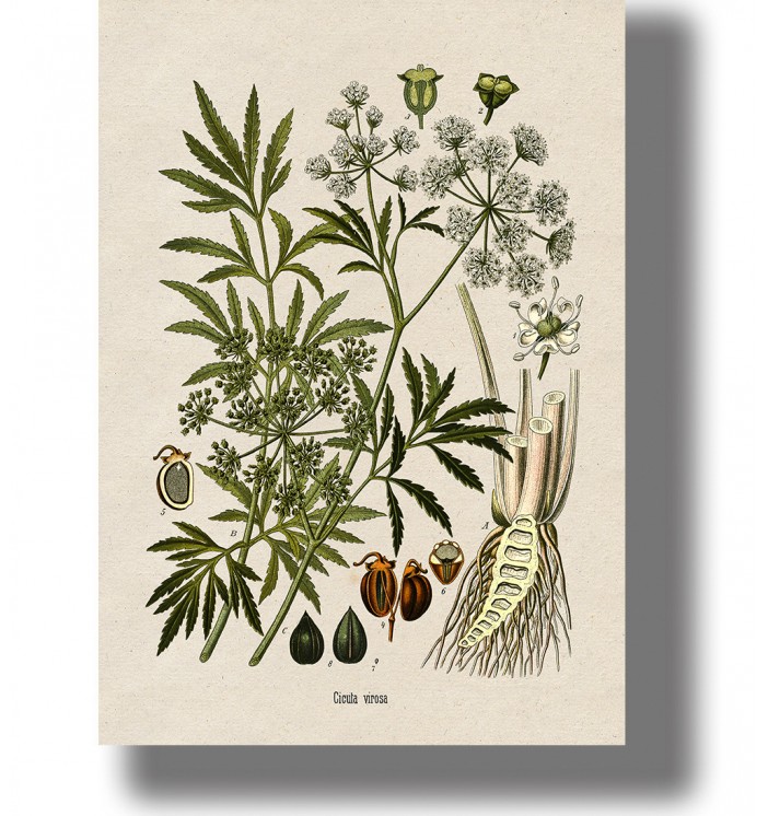Vintage botanical illustration of Cicuta virosa with green leaves, white flower clusters, and root details on light paper.