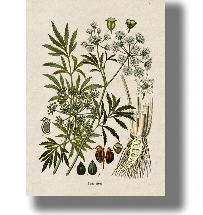 Vintage botanical illustration of Cicuta virosa with green leaves, white flower clusters, and root details on light paper.