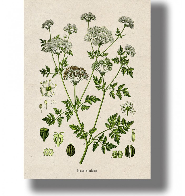 Vintage botanical illustration of Conium maculatum (hemlock) with leaves, flowers and seed on an antique botanical plate.