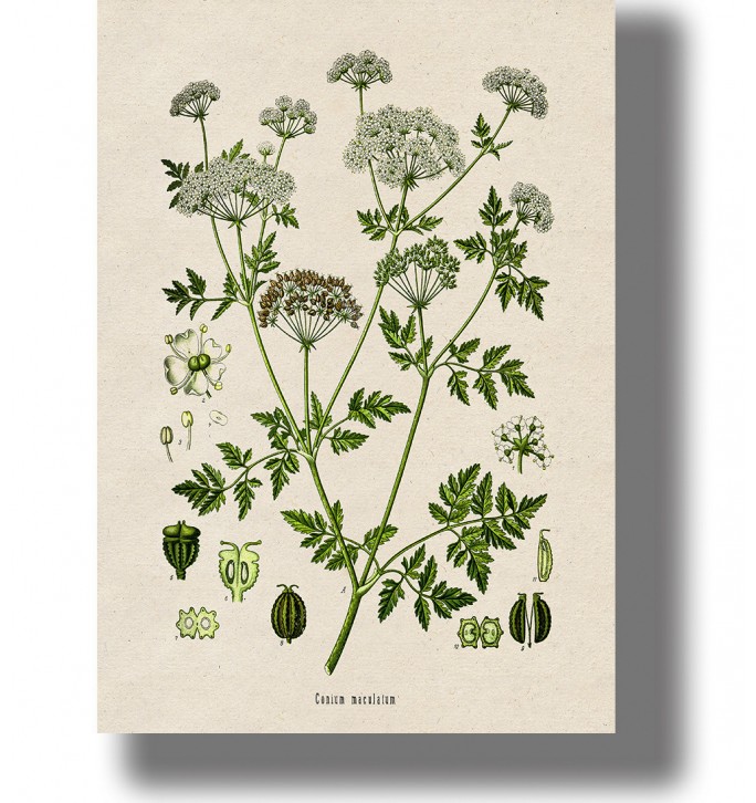 Vintage botanical illustration of Conium maculatum (hemlock) with leaves, flowers and seed on an antique botanical plate.