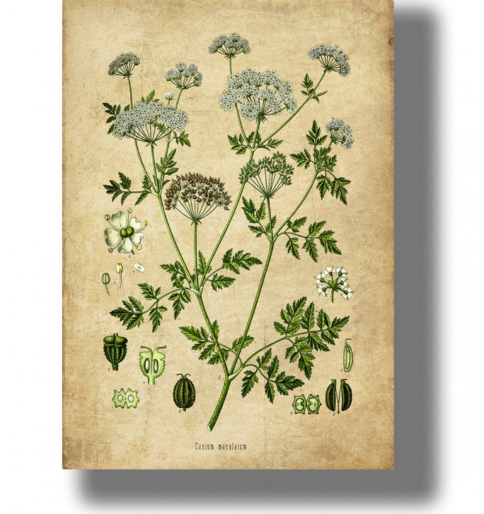 Vintage botanical illustration of Conium maculatum (hemlock) with leaves, flowers and seed on an antique botanical plate.