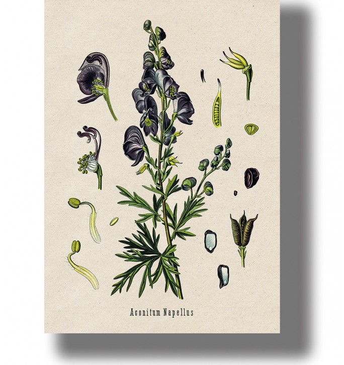 Vintage botanical illustration of Aconitum napellus (monkshood) with purple flowers on a light background.